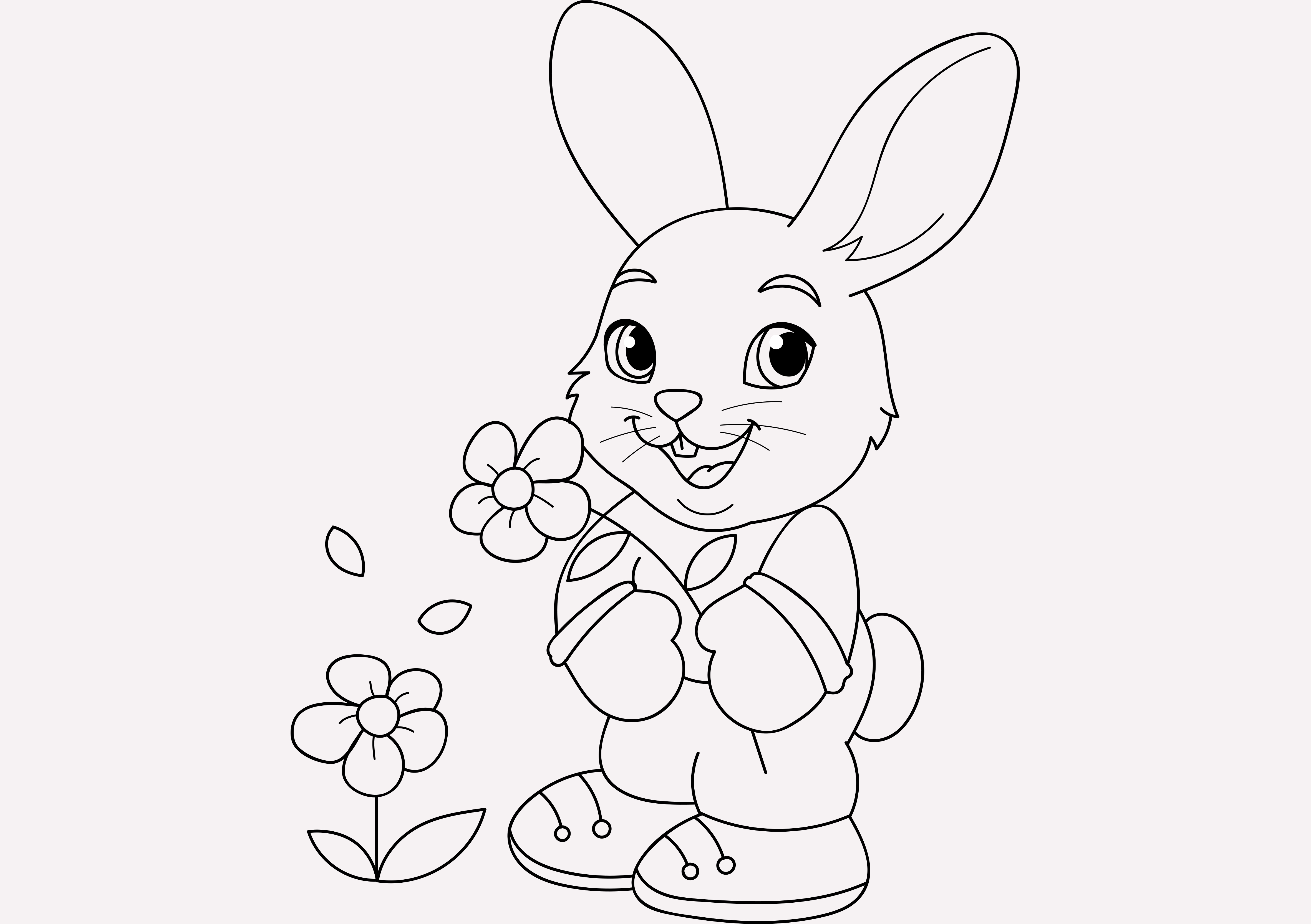 Download Colour in bunny