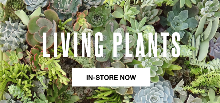 shop live plants from your nearest store