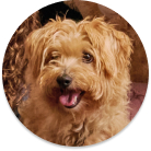 Explore our selection of pets for stylish South African homes
