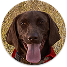 Explore our selection of Pets for stylish South African homes