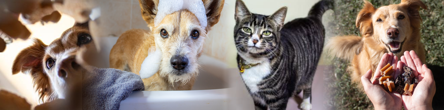 shop pet accessories