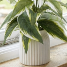 Shop Planters from Mr Price Home online South Africa