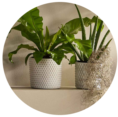 shop decorative